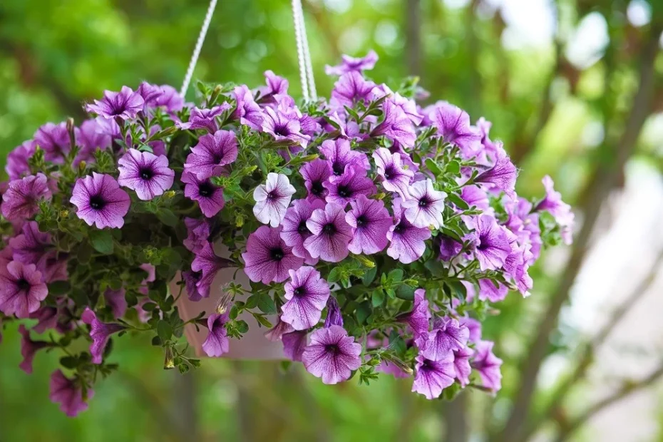 petúnias
