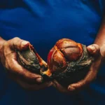 Sociobioeconomia