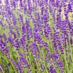 Lavandula angustifolia