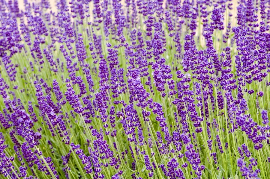 Lavandula angustifolia