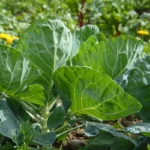 agricultura