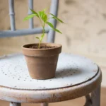 jardinagem