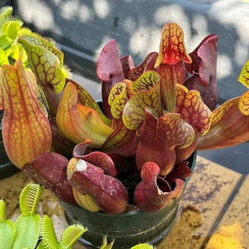 plantas carnívoras