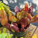 plantas carnívoras