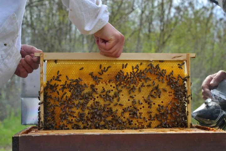 Apicultura