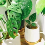 Plantas online