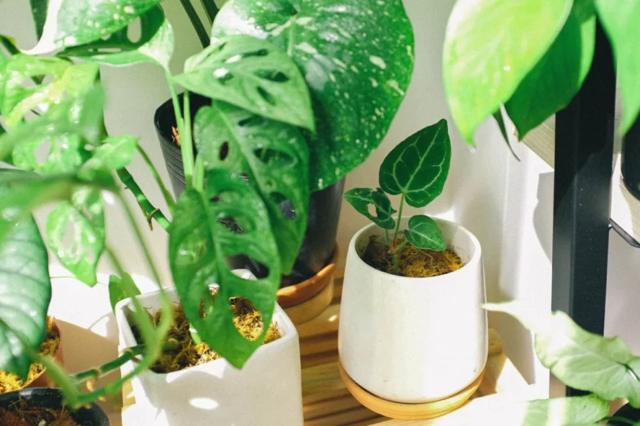 Plantas online