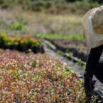 jardinagem