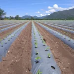 Agricultura regenerativa