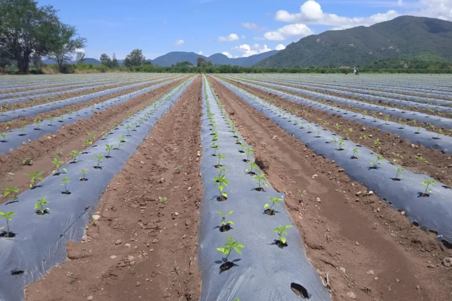 Agricultura regenerativa