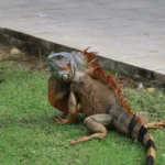 Cana-de-açúcar