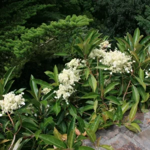 Hydrangeas