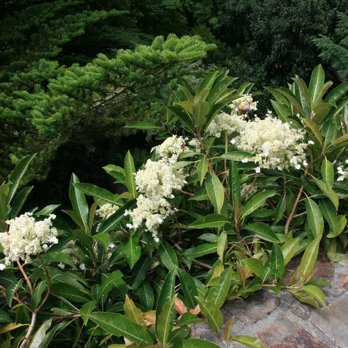 Hydrangeas