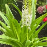 Pineapple Lily