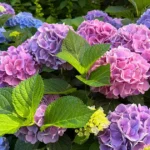 hydrangeas