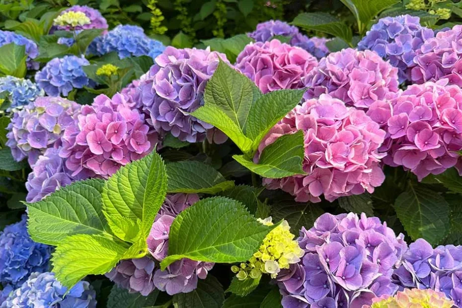 hydrangeas