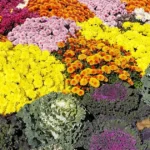 flores anuais