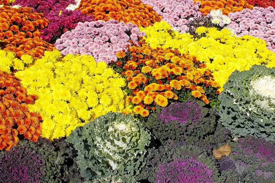 flores anuais