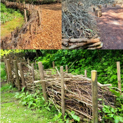 Invasive plants