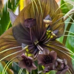 Bat flower