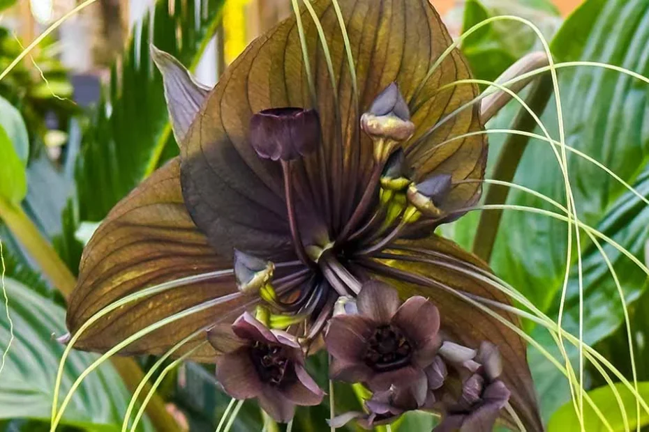 Bat flower