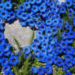 Gentiana