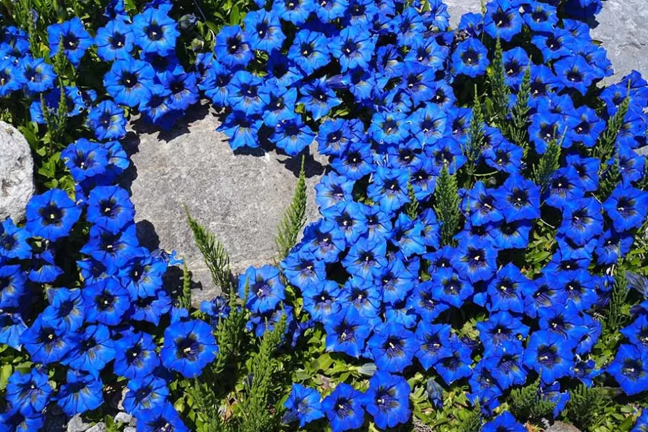 Gentiana