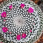 Mammillaria