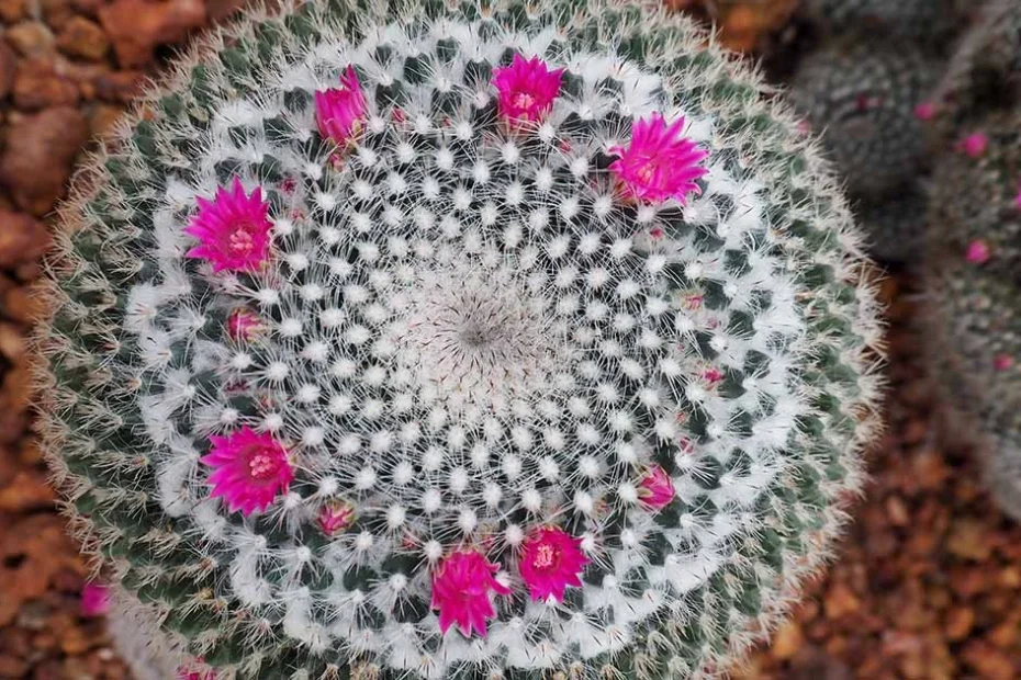 Mammillaria