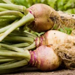 Rutabaga