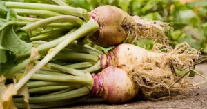 Rutabaga
