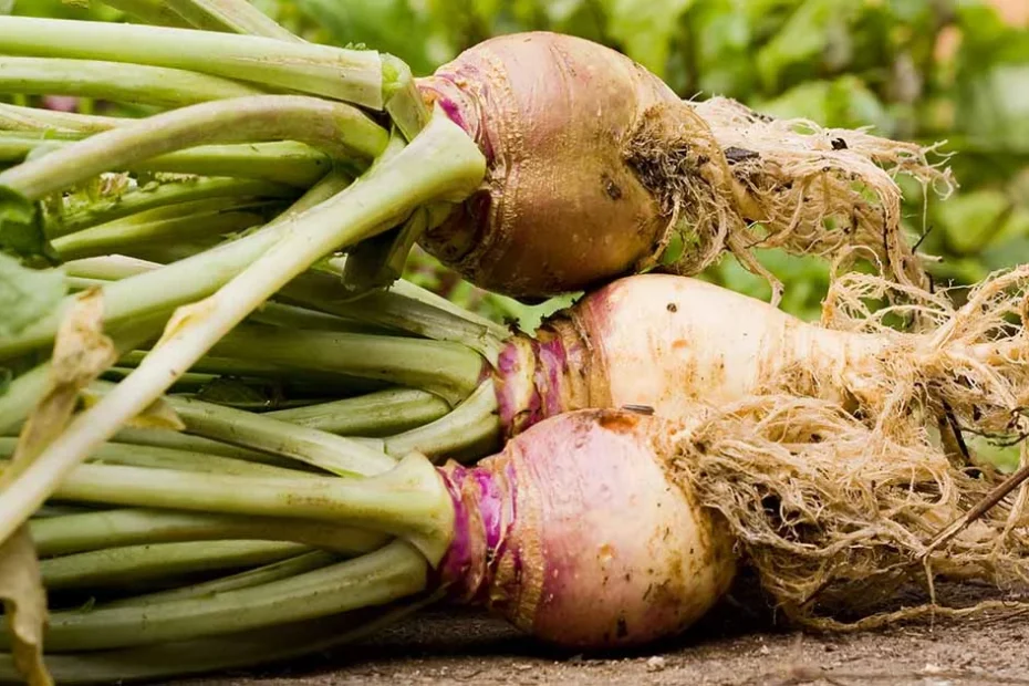 Rutabaga