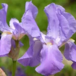 Iris pallida