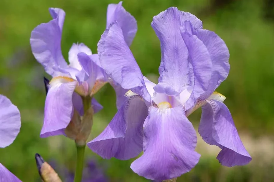 Iris pallida