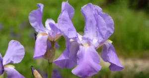 Iris pallida