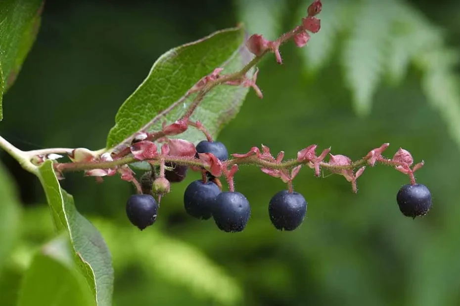 Huckleberries