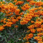 Shrubs