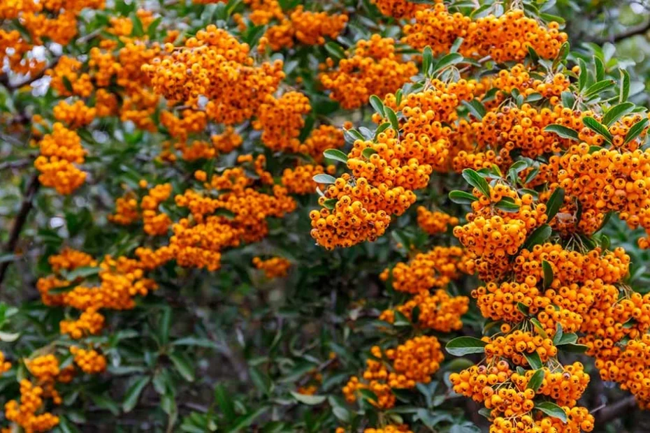 Shrubs