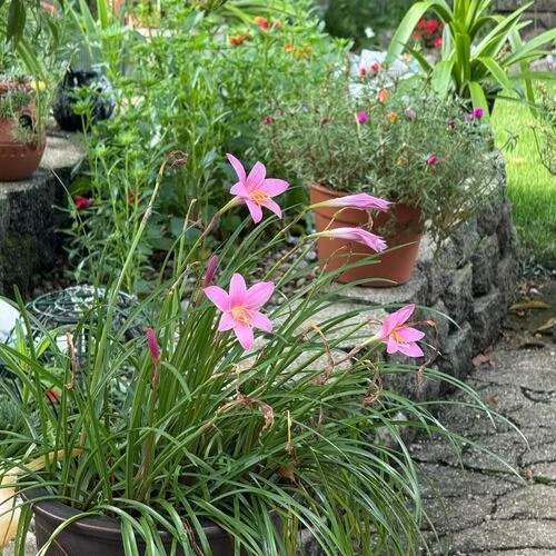 Gardening