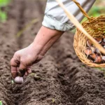 autumn gardening