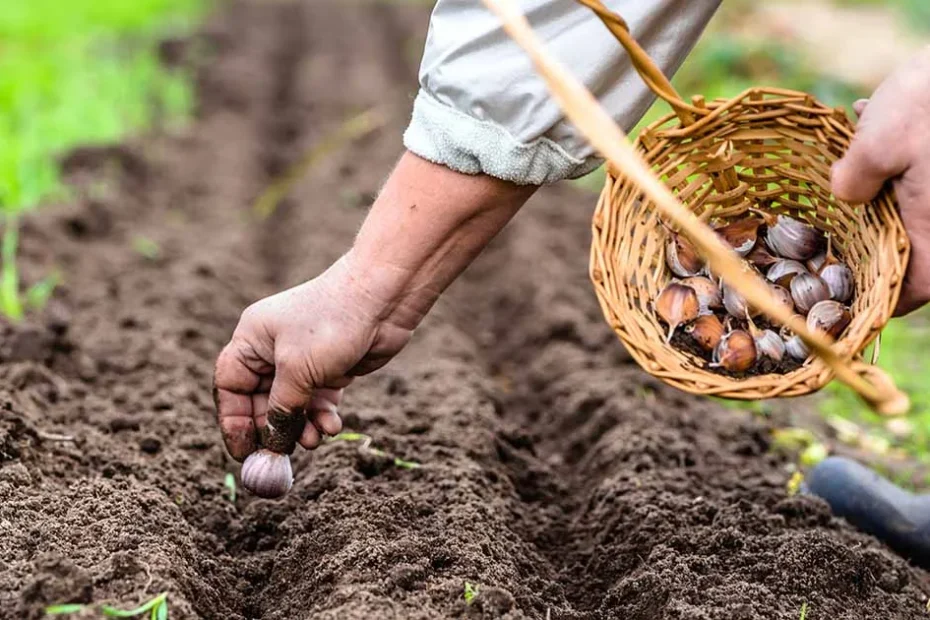 autumn gardening