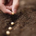 pre-seeding