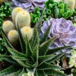 Succulents