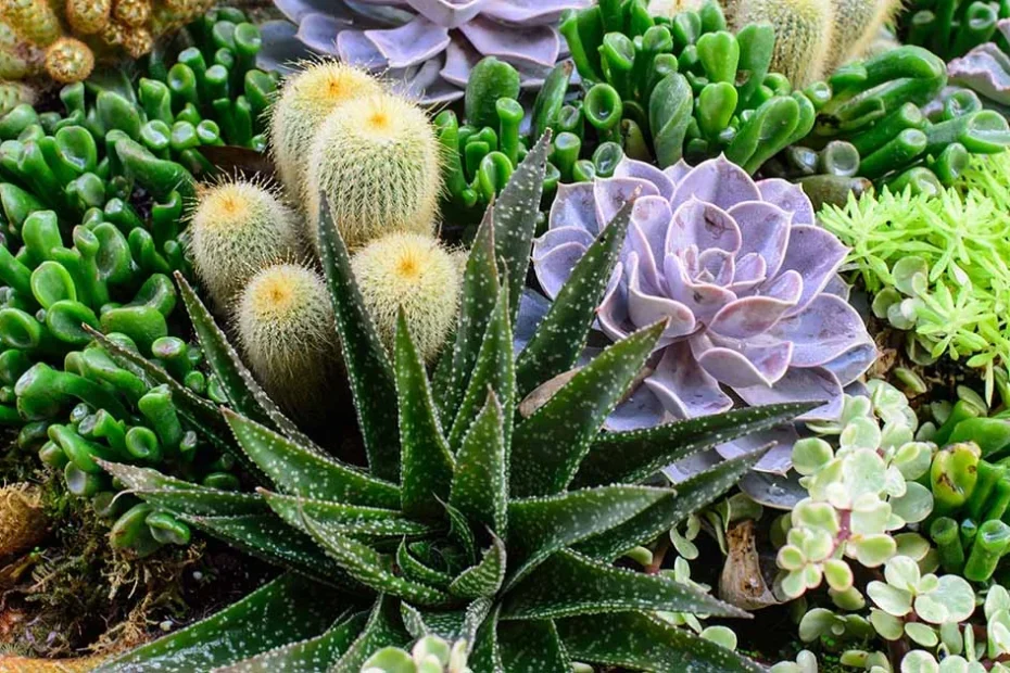 Succulents