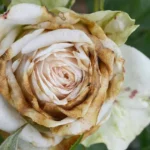 Rose diseases