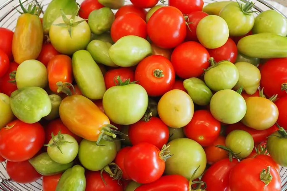 armazenamento de tomates