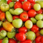 armazenamento de tomates