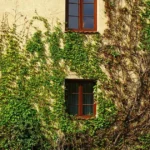 climbing vines