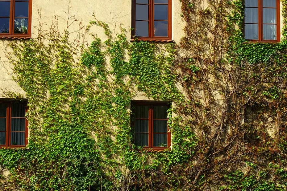 climbing vines