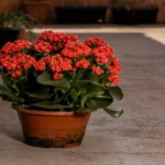 Kalanchoe